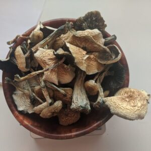 Buy B+ magic mushrooms for sale Australia