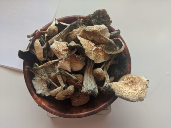 Buy B+ magic mushrooms for sale Australia