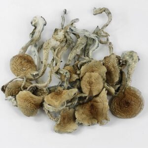 Buy Blue meanie mushroom For Sale Australia