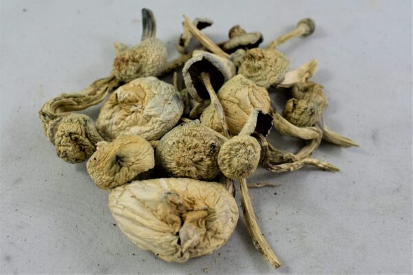 Buy Albino A+ Mushrooms For Sale Australia